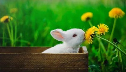 百家乐网站：在指尖感受全球高品质线上娱乐的魅力